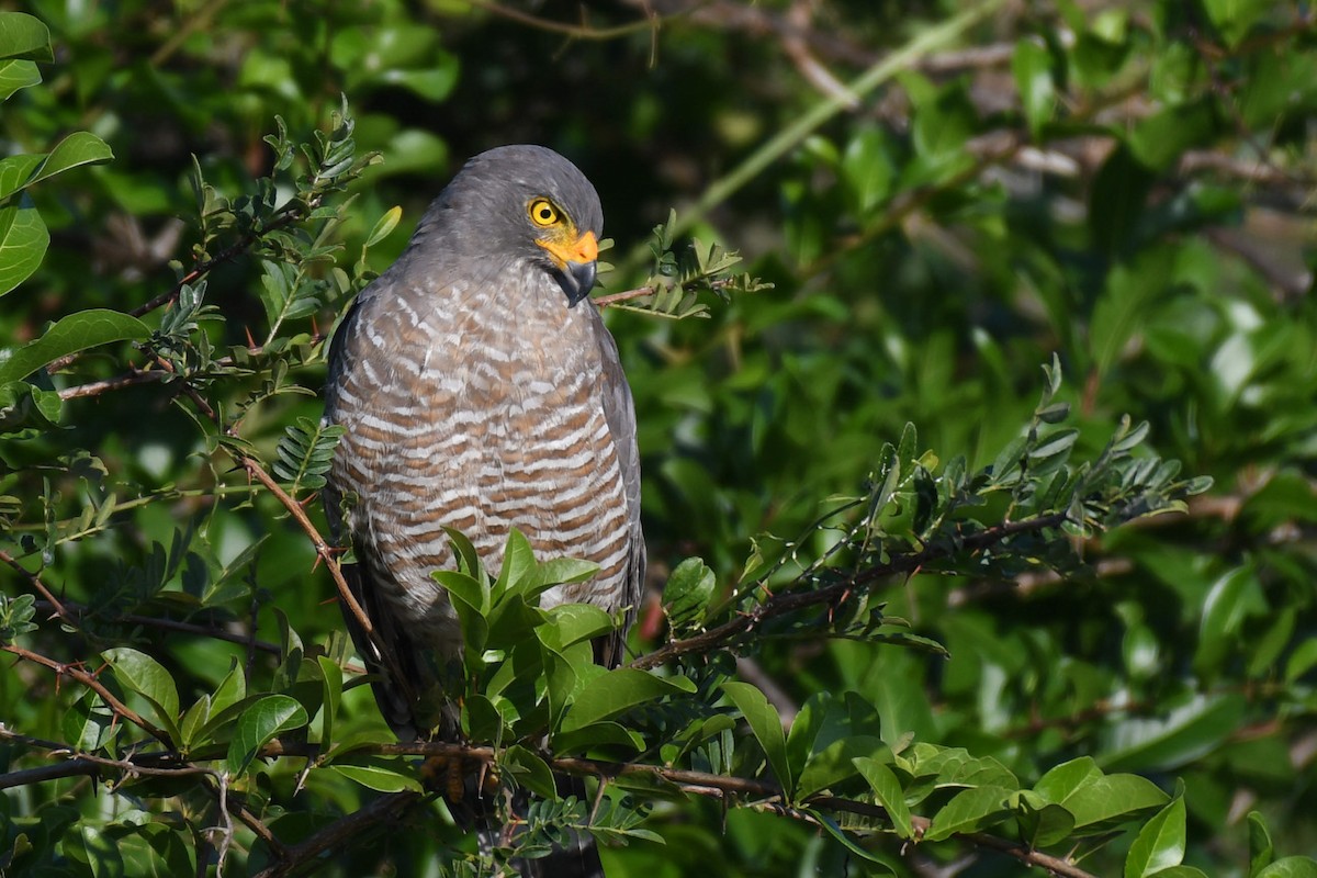 Roadside Hawk - ML536285401