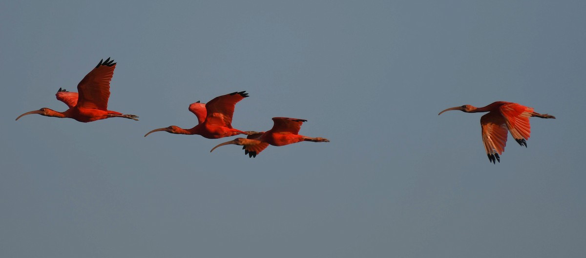 Scarlet Ibis - Carlos V. Sucre