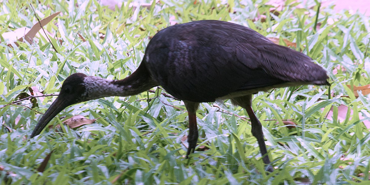 Straw-necked Ibis - ML536286251