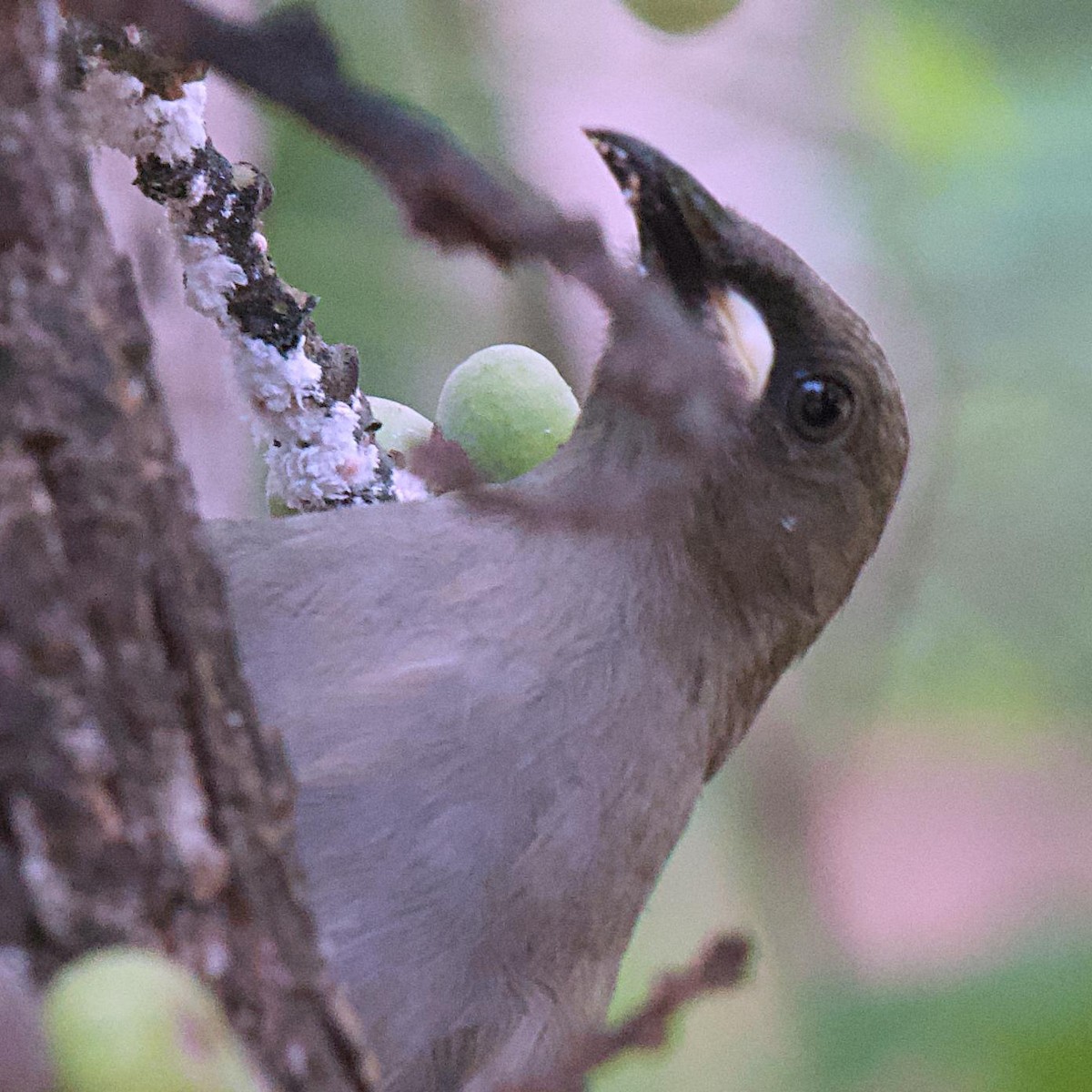 White-gaped Honeyeater - ML536286721