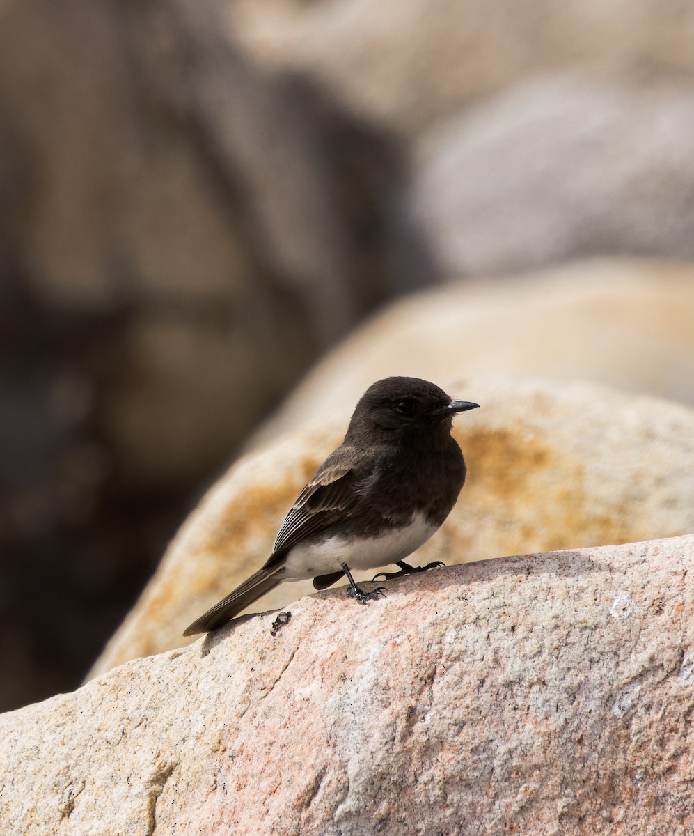 Black Phoebe - ML536287091