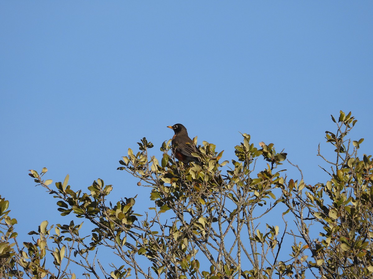 American Robin - ML536287251