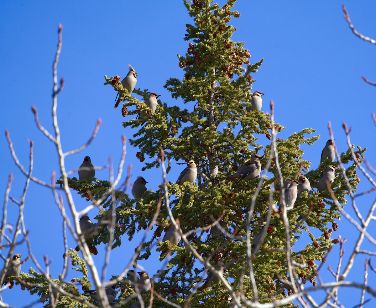 Bohemian Waxwing - ML536287901