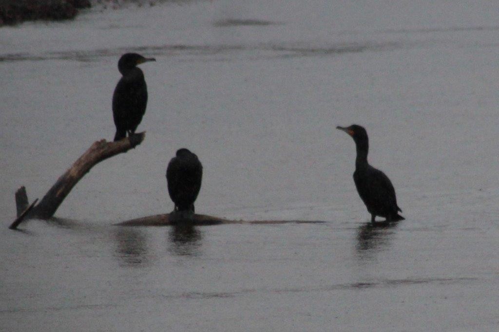 Double-crested Cormorant - Christine Gehret