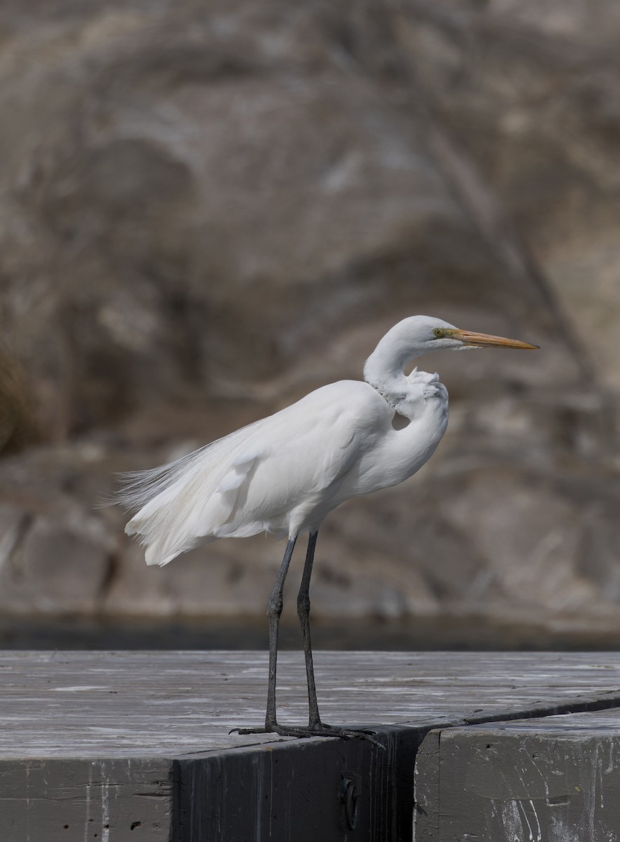 Great Egret - ML536288041