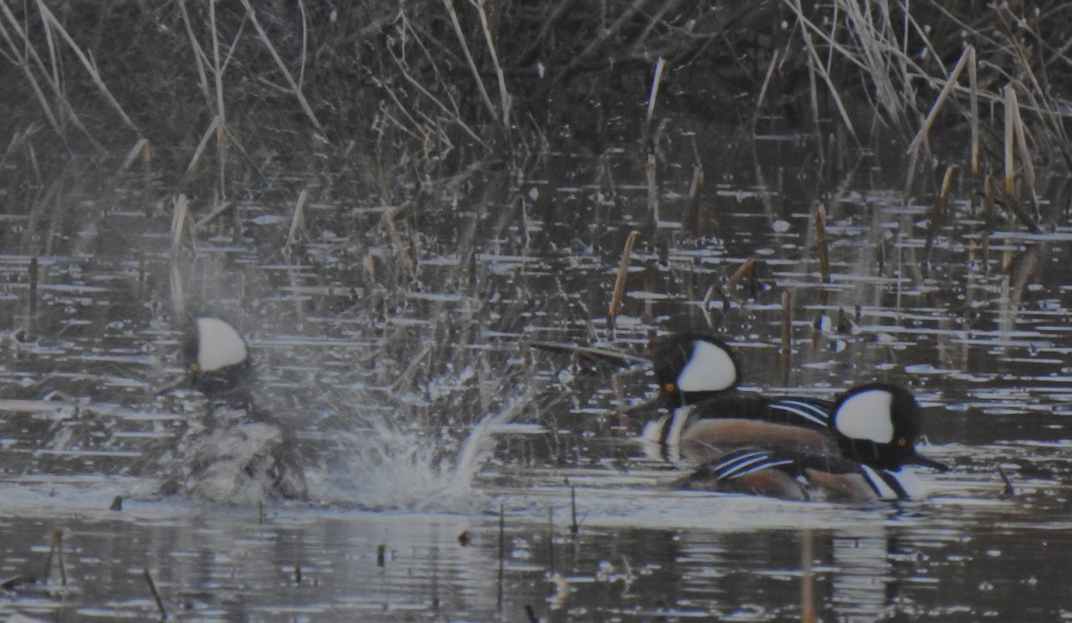 Hooded Merganser - ML536288141