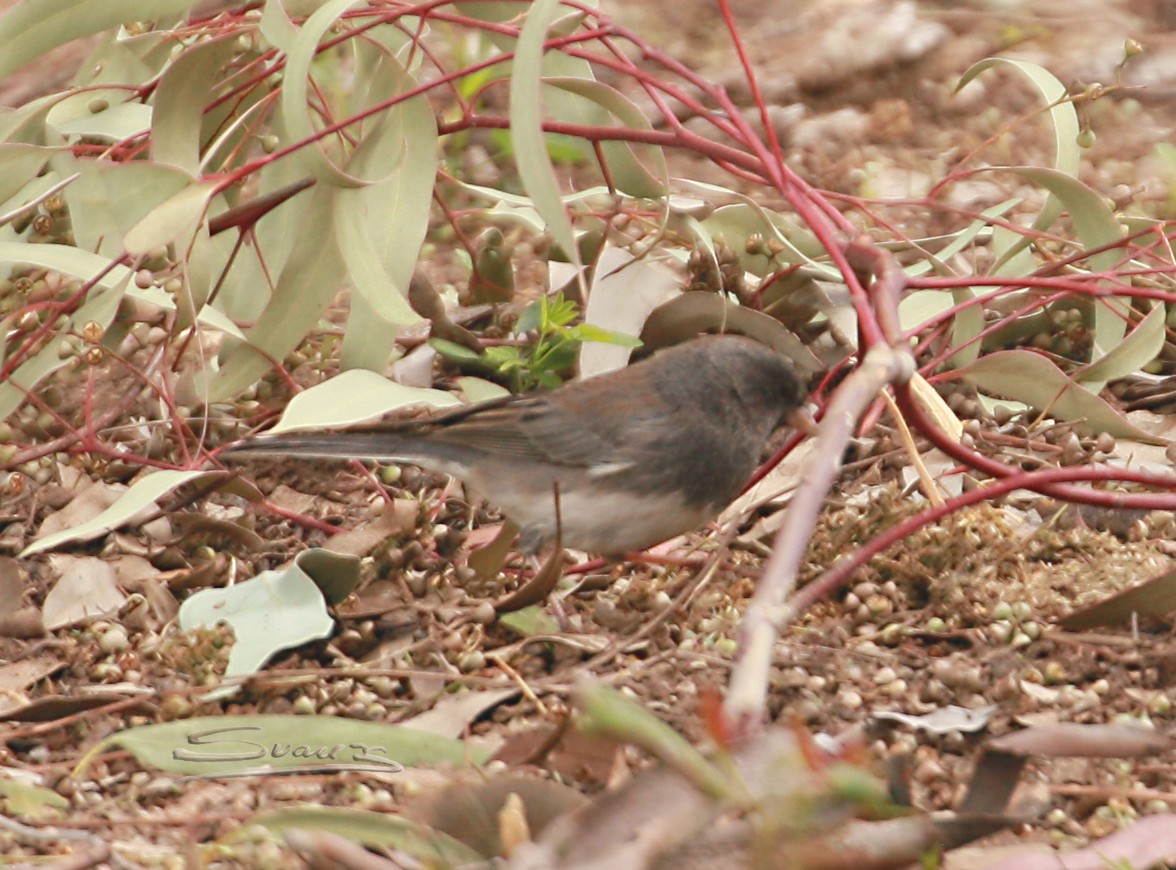 Dark-eyed Junco (Slate-colored) - ML536288601