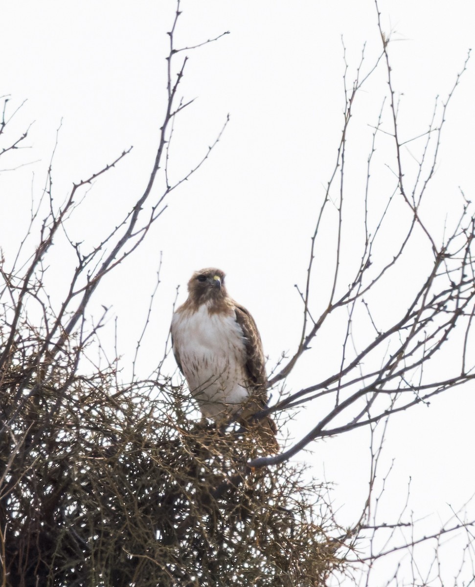 Red-tailed Hawk - ML536289451