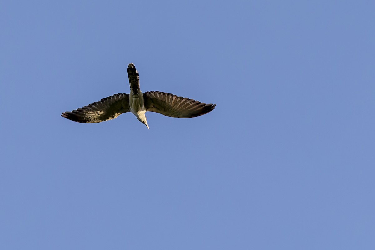 Channel-billed Cuckoo - ML536290771