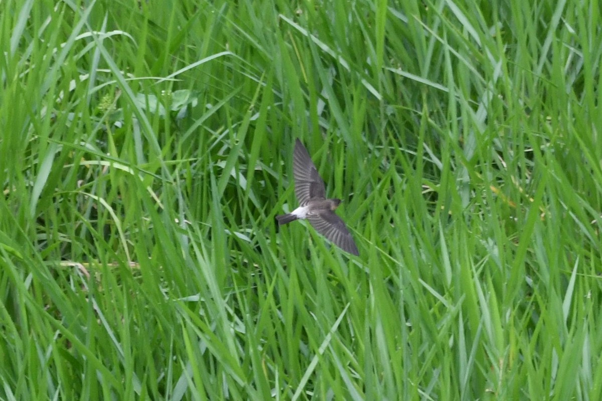 Southern Rough-winged Swallow - ML536292801