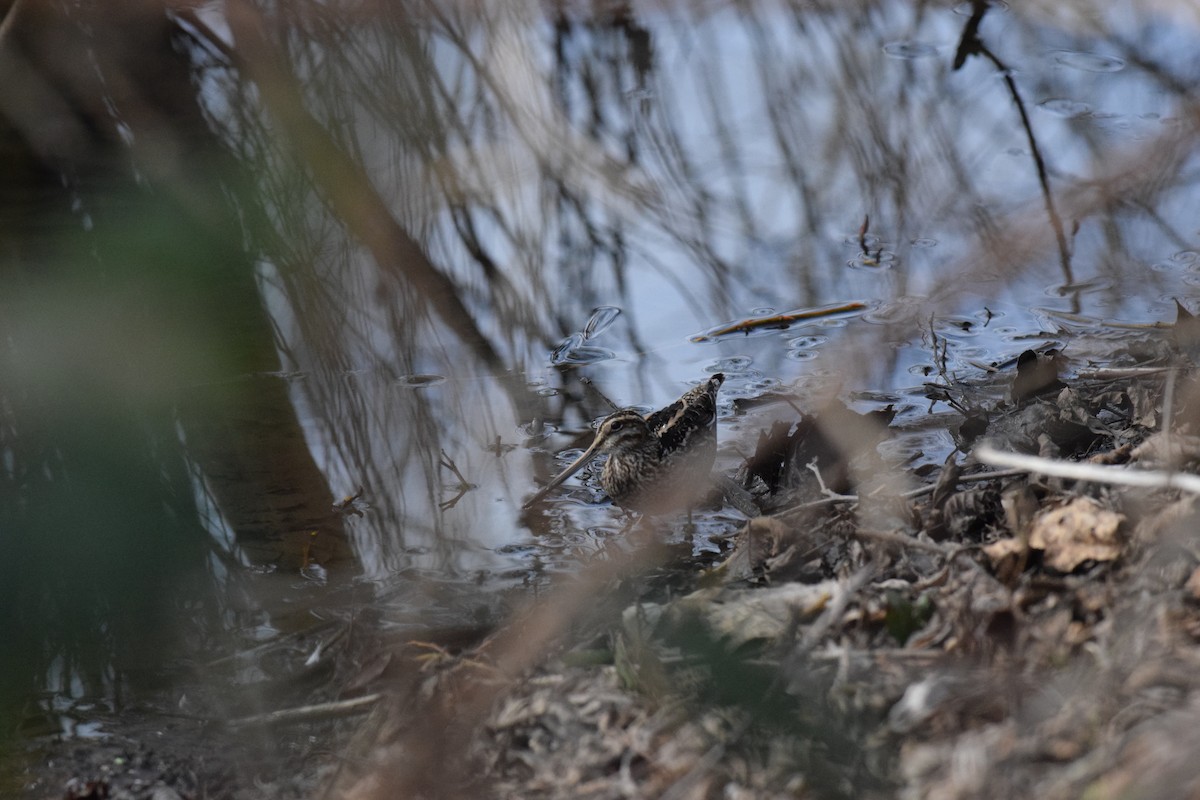 Wilson's Snipe - Anna Lemon