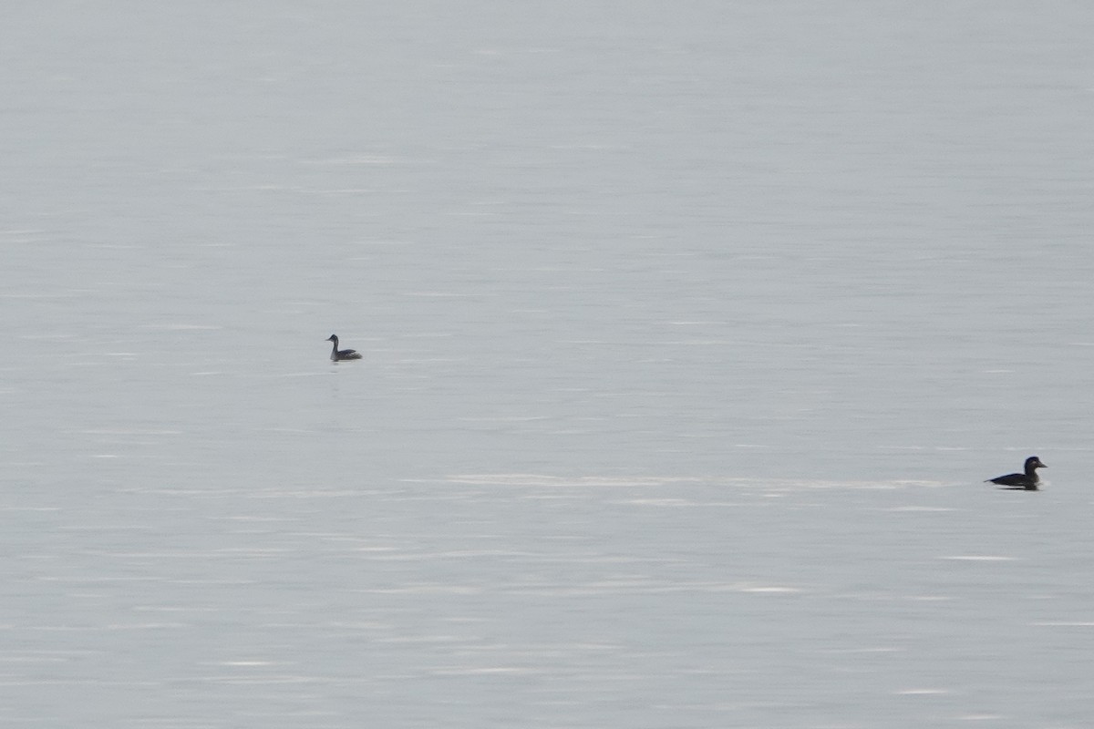 Eared Grebe - ML536294051