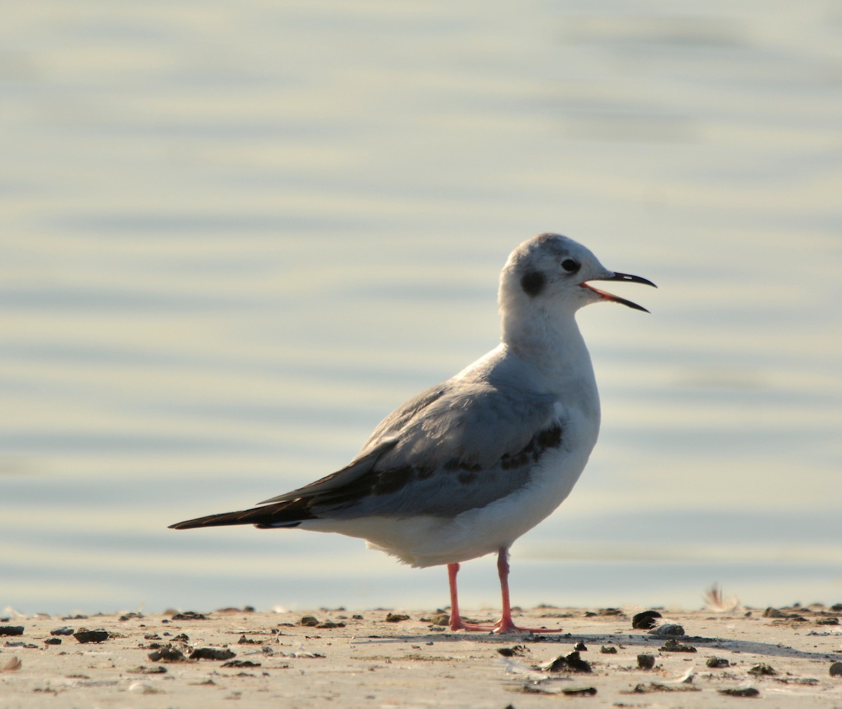 Bonaparte's Gull - Ricardo Aguilar