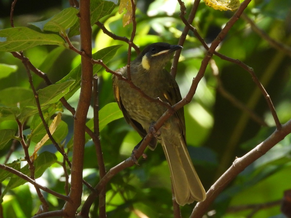 Lewin's Honeyeater - ML536295101