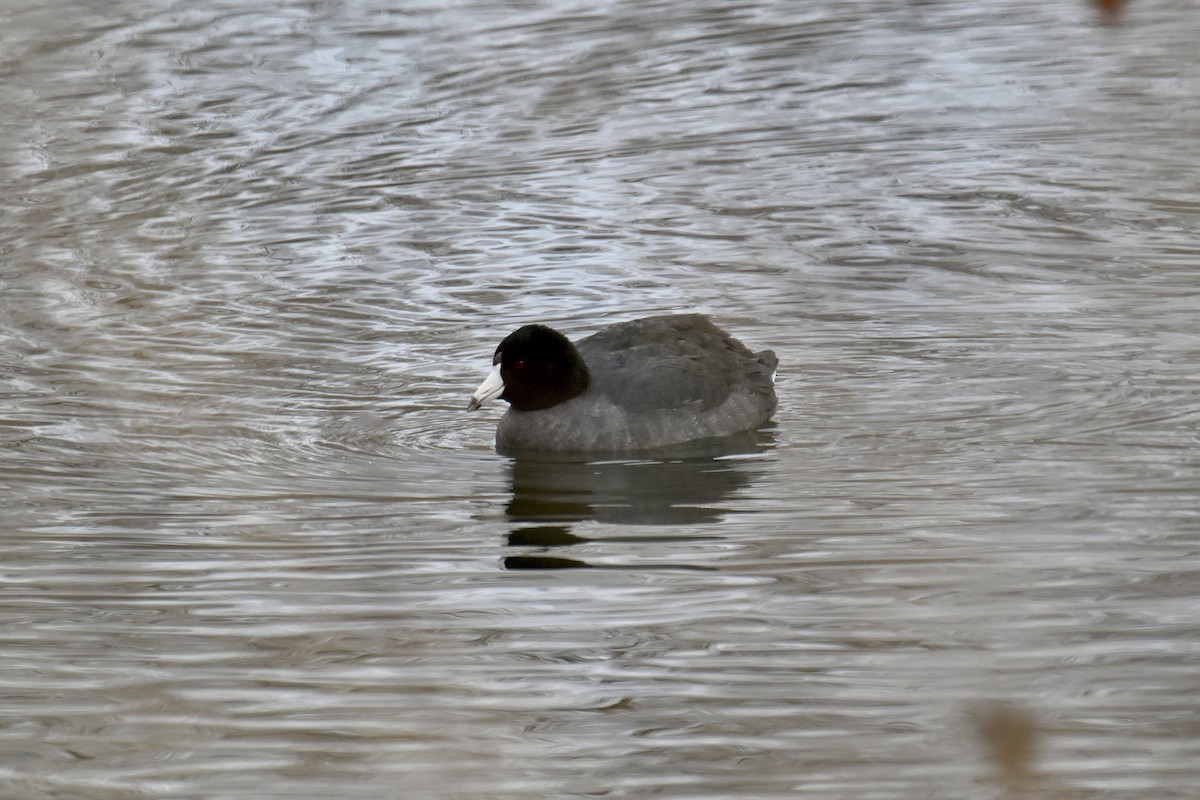 American Coot - ML536295301