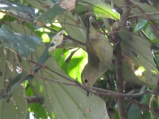 Large-billed Scrubwren - ML536295521