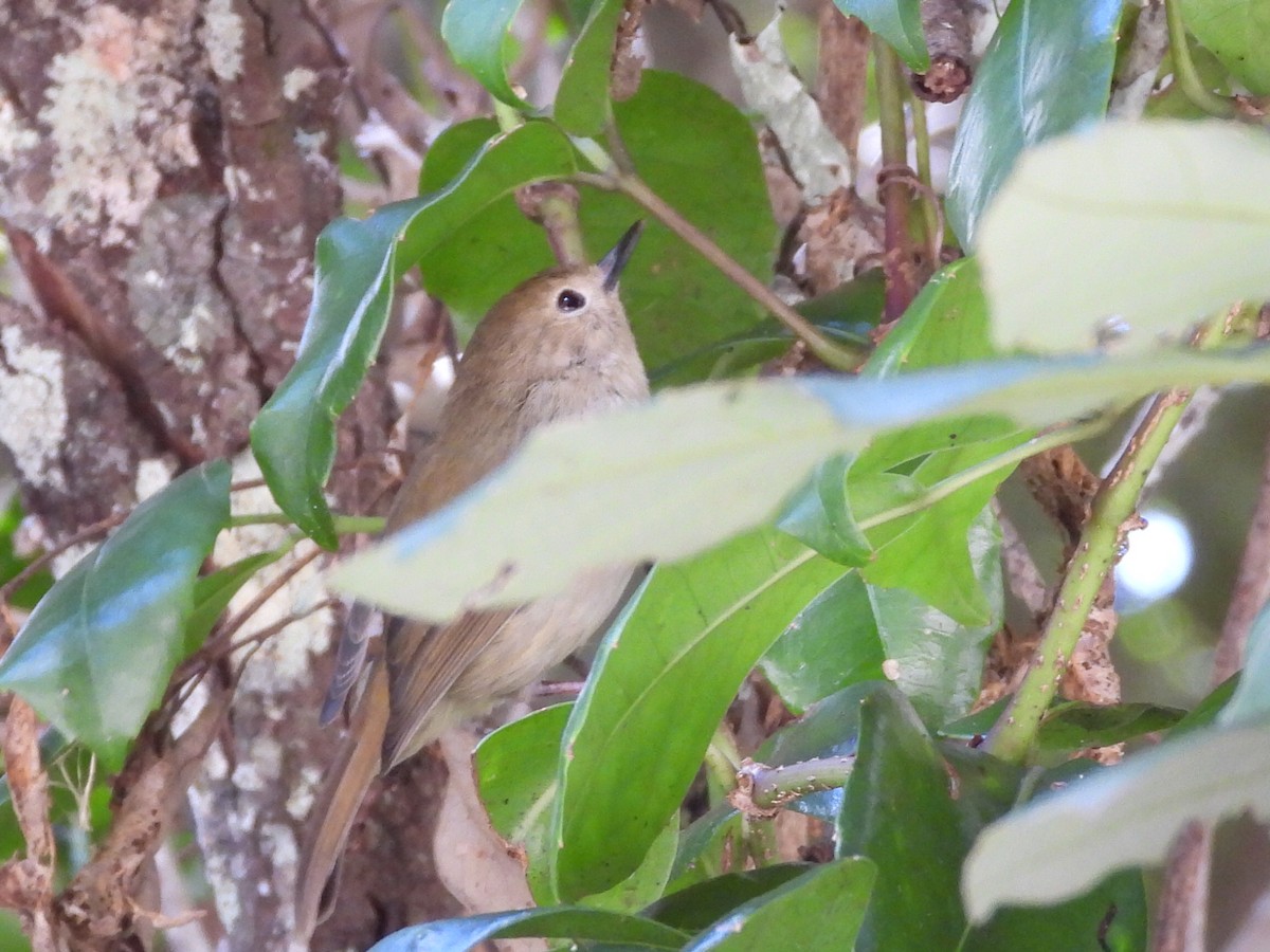 Large-billed Scrubwren - ML536295531