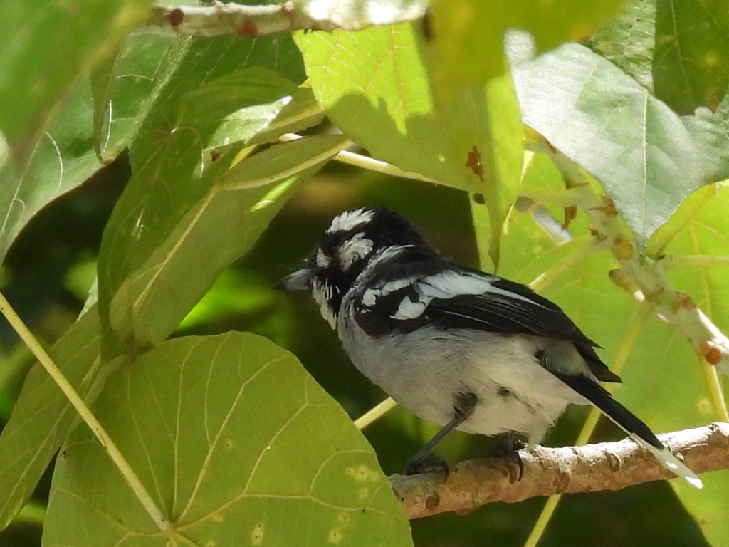 White-eared Monarch - ML536295971