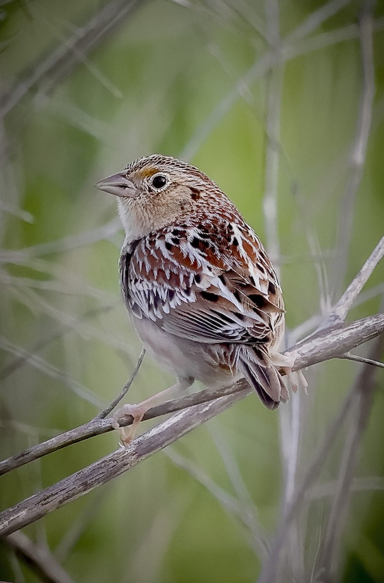 Grasshopper Sparrow - Jill Dale