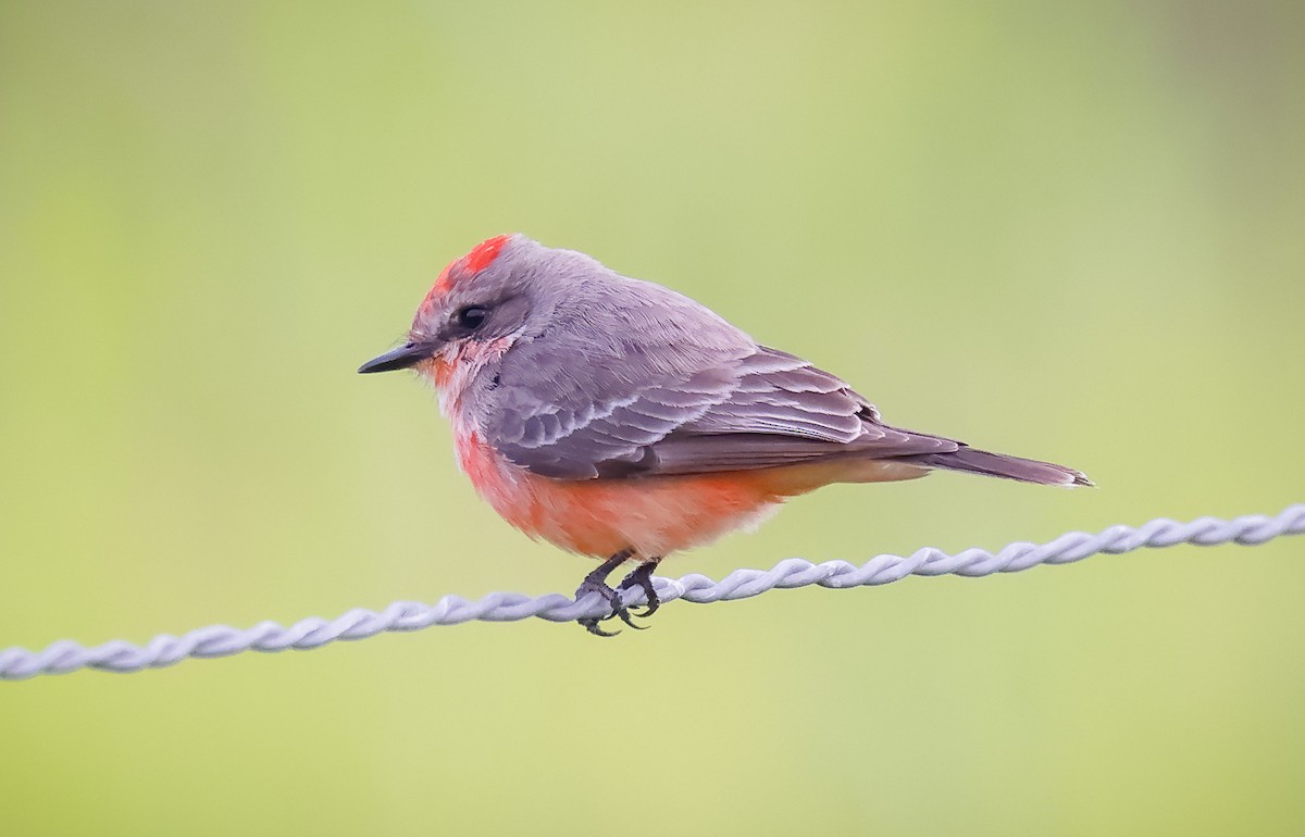 Vermilion Flycatcher - ML536296201