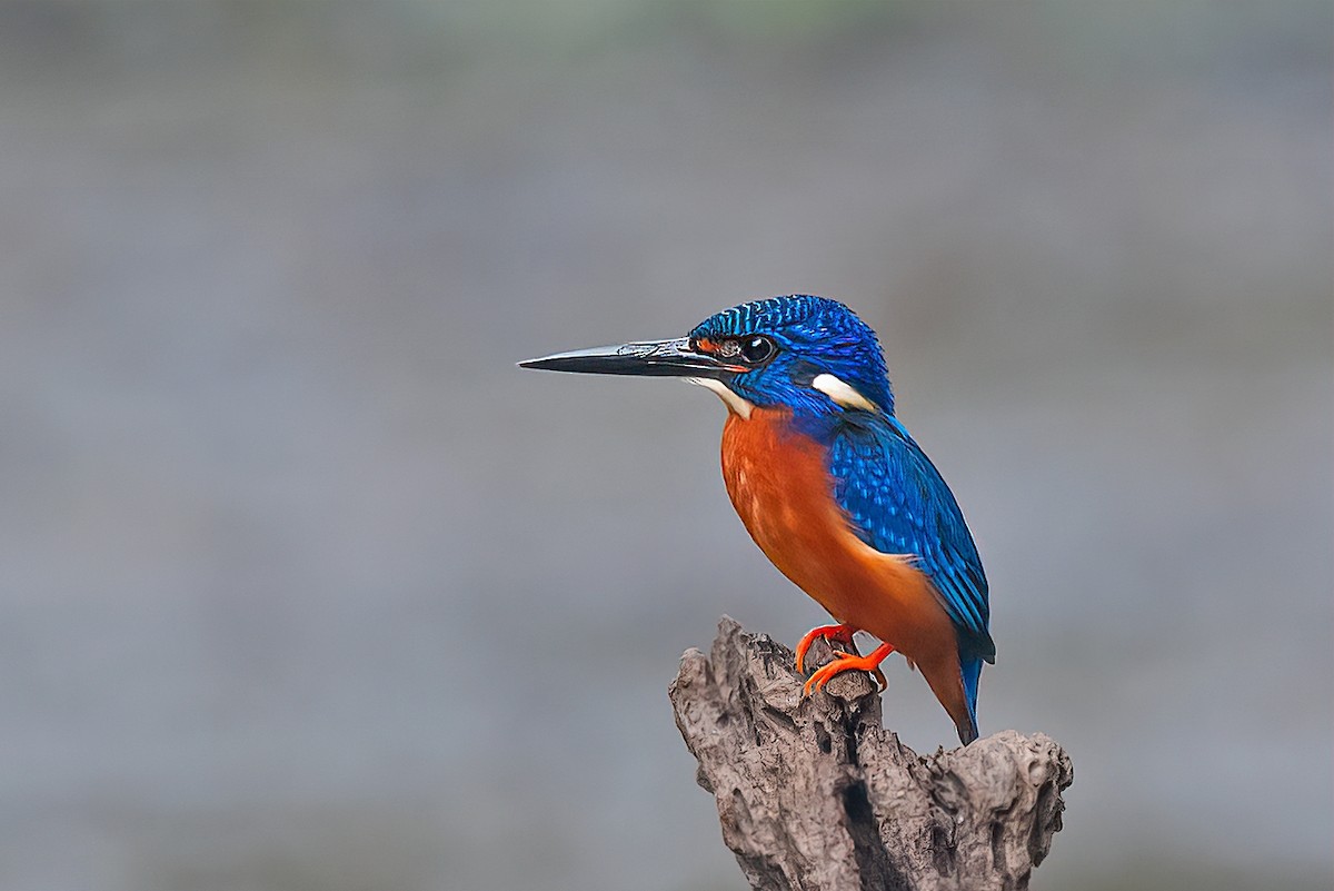 Blue-eared Kingfisher - ML536297771