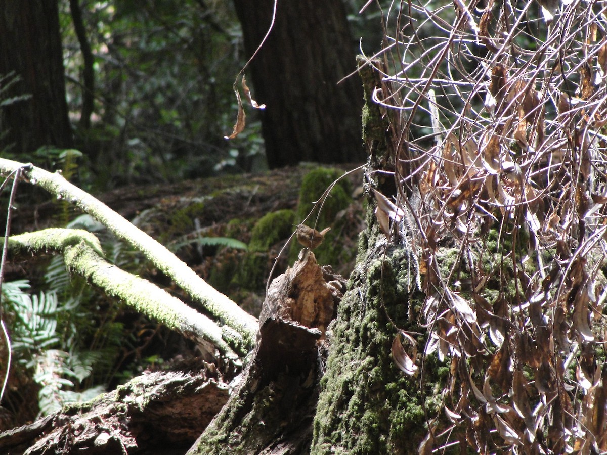 Pacific Wren - Eric Seaman