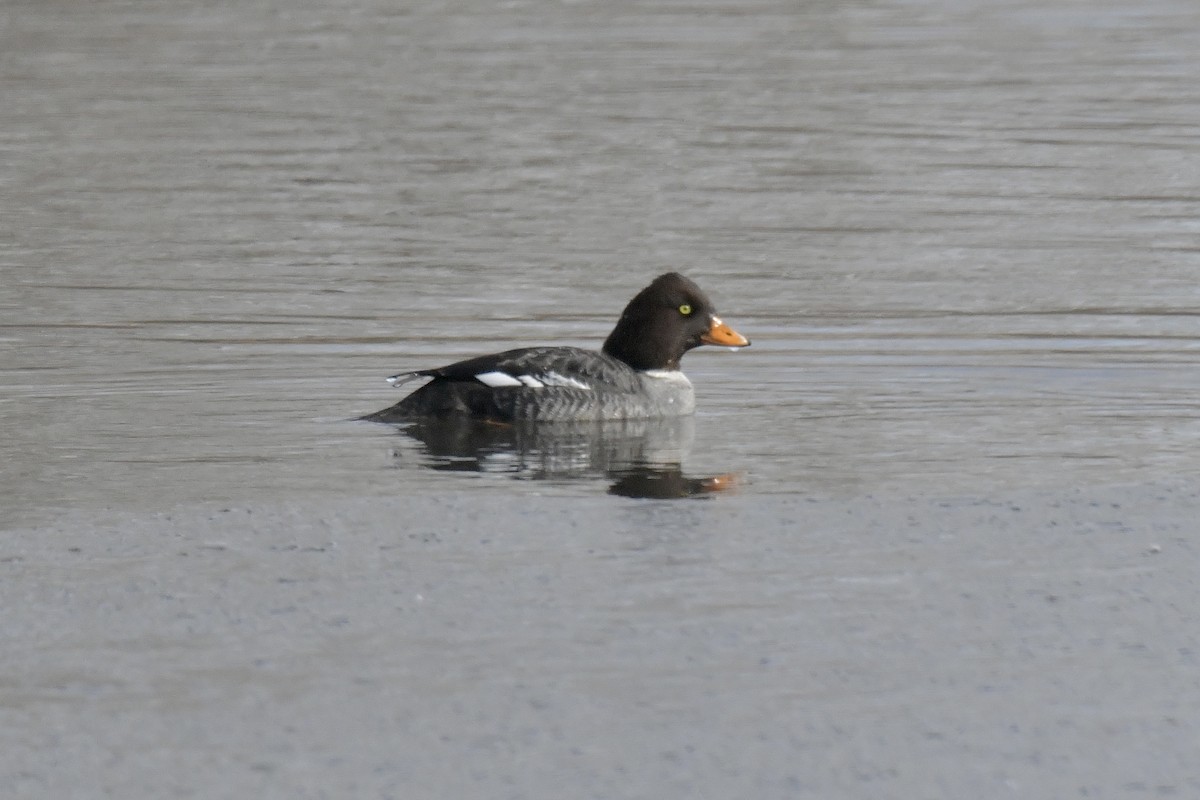 Barrow's Goldeneye - ML536298451