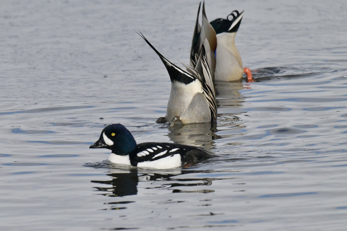 Barrow's Goldeneye - ML536298471