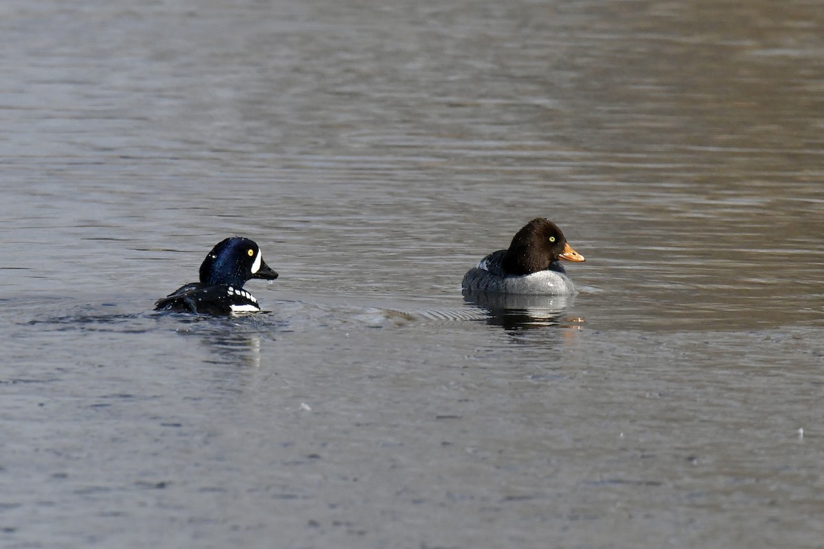 Barrow's Goldeneye - ML536298491