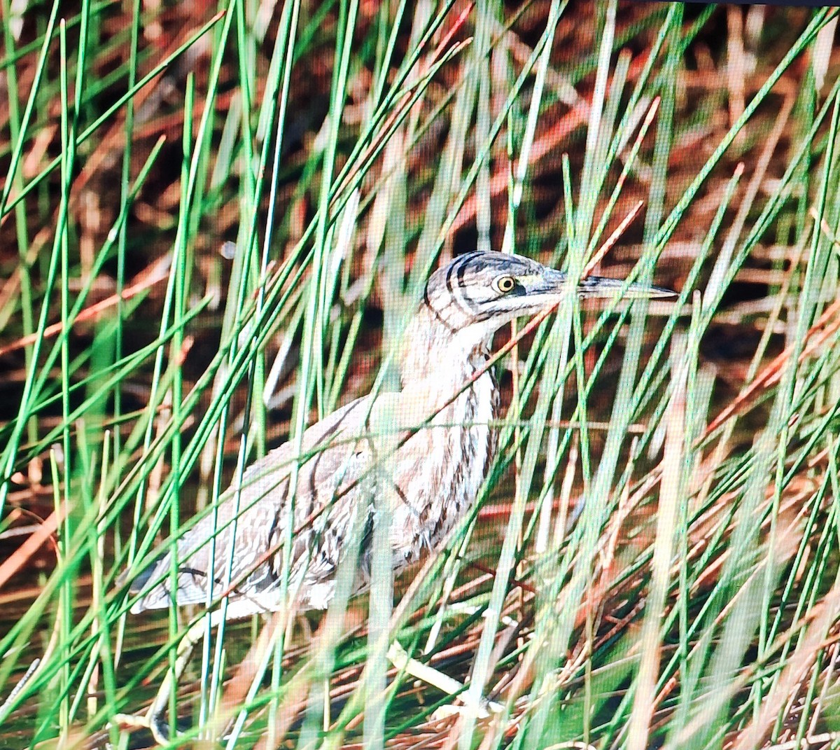 American Bittern - ML536299381