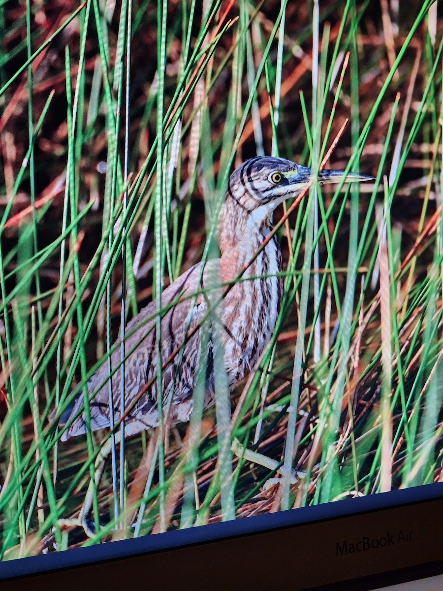 American Bittern - ML536299391