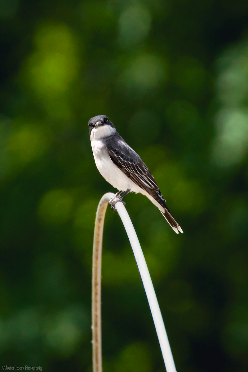 Eastern Kingbird - ML536299421