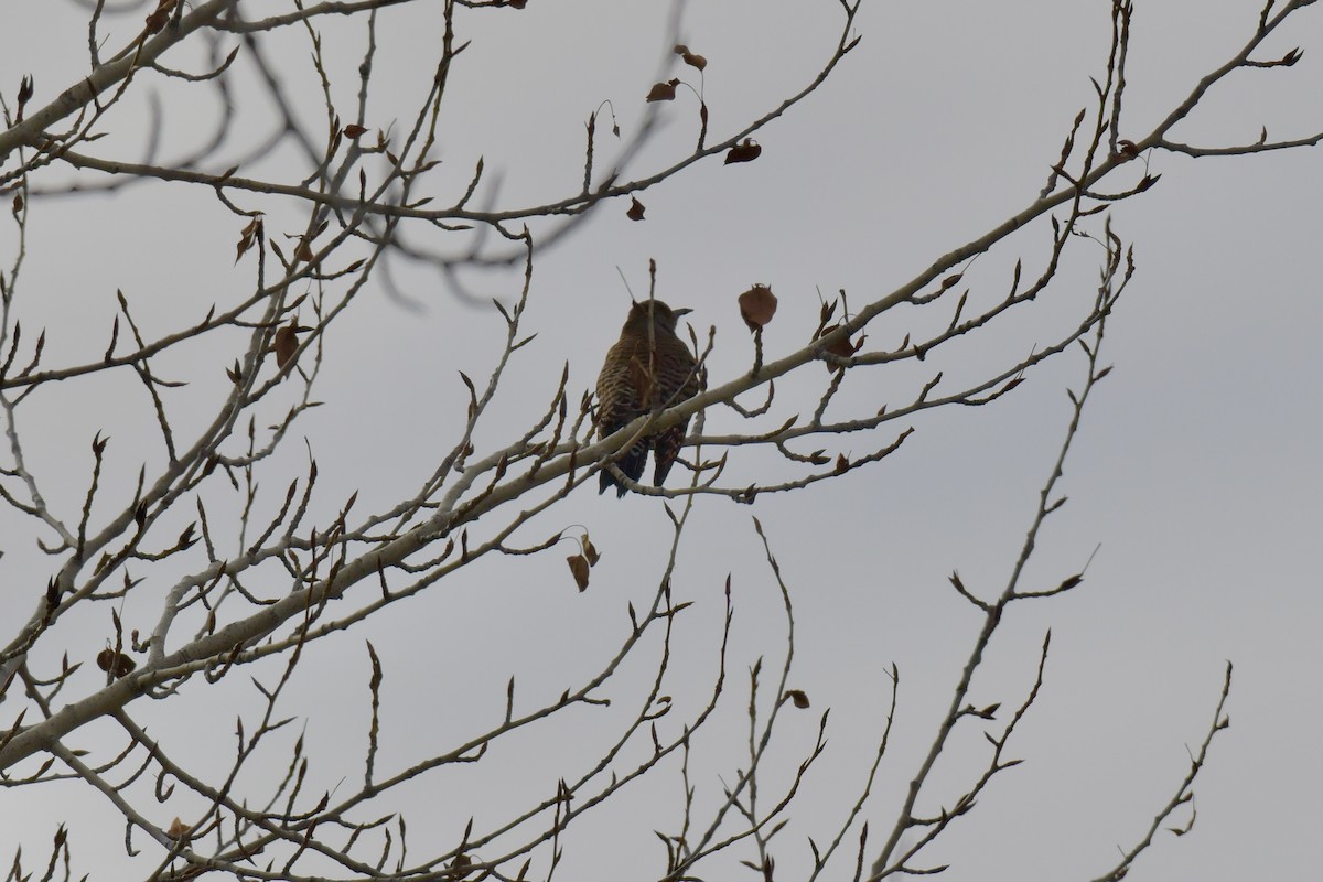 Northern Flicker - ML536299481