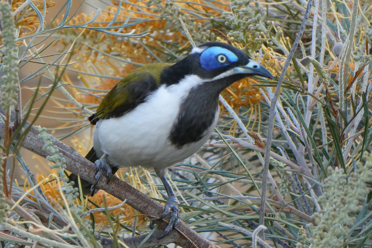 Blue-faced Honeyeater - ML536299581