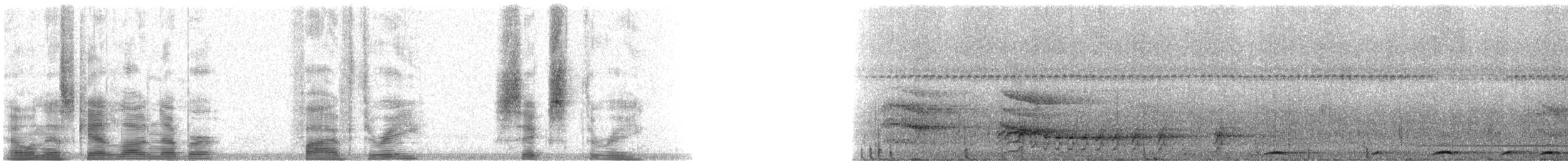 holub angaurský - ML5363