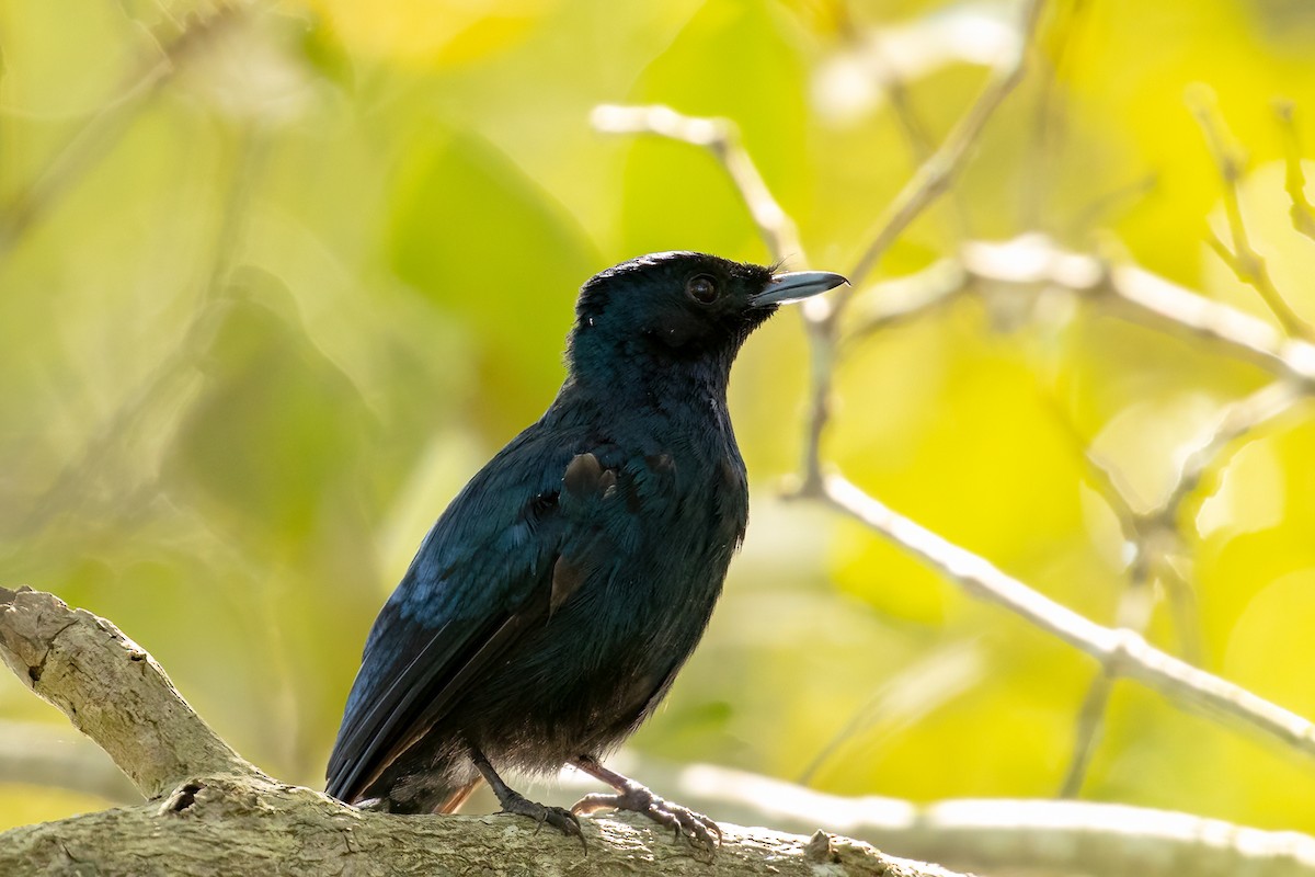 Shining Flycatcher - ML536300091