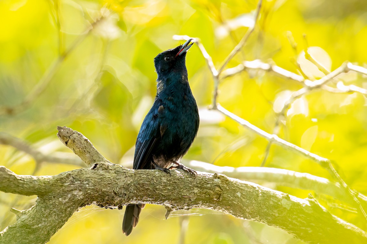 Shining Flycatcher - ML536300101