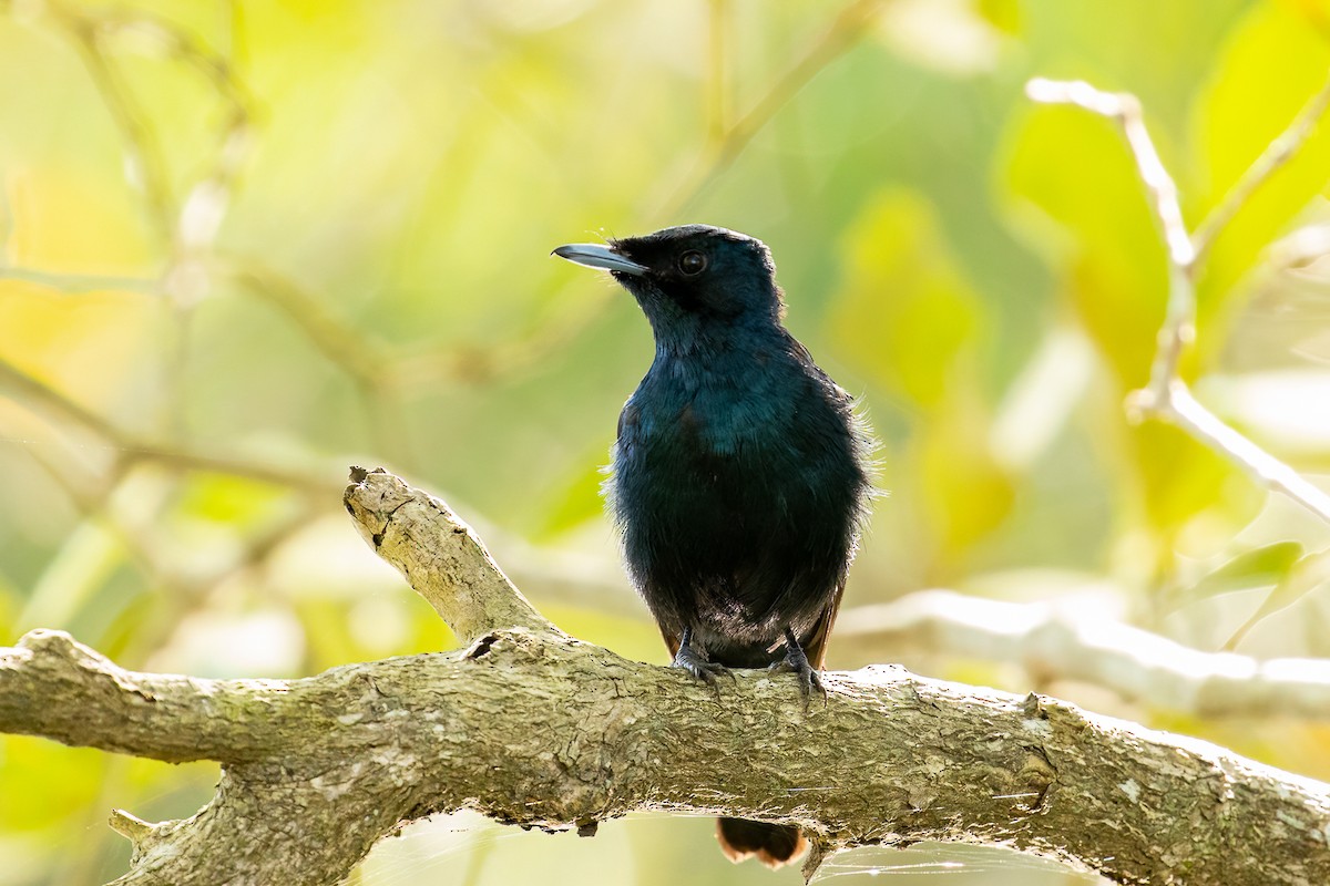 Shining Flycatcher - ML536300121