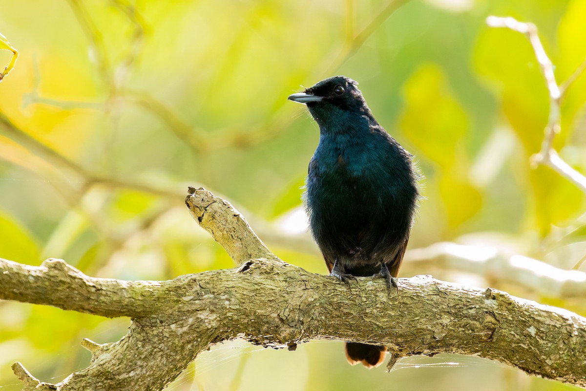 Shining Flycatcher - ML536300131