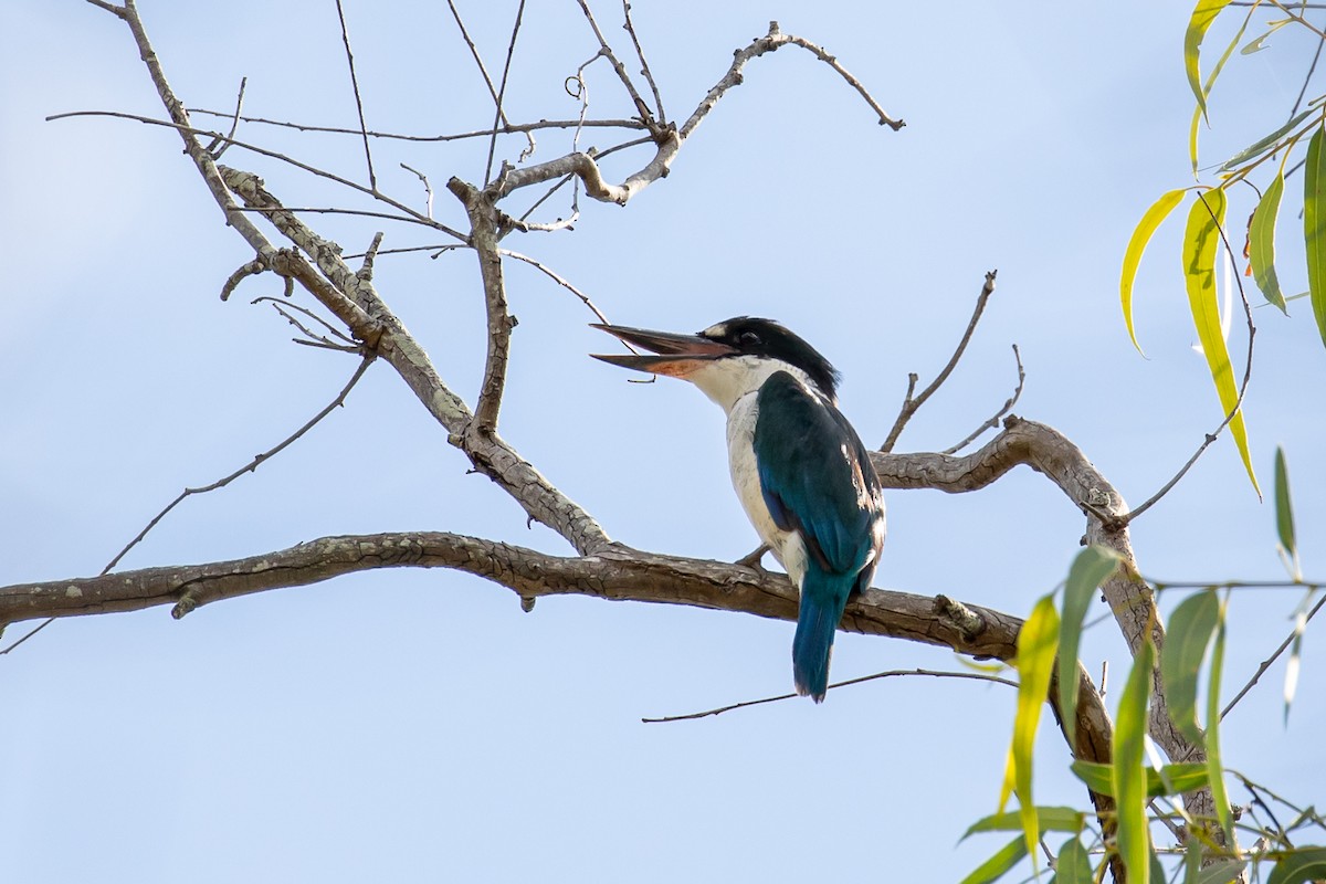 Torresian Kingfisher - ML536300171