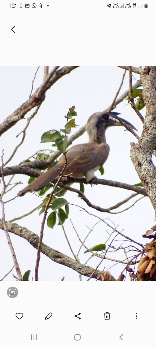 Indian Gray Hornbill - ML536302681