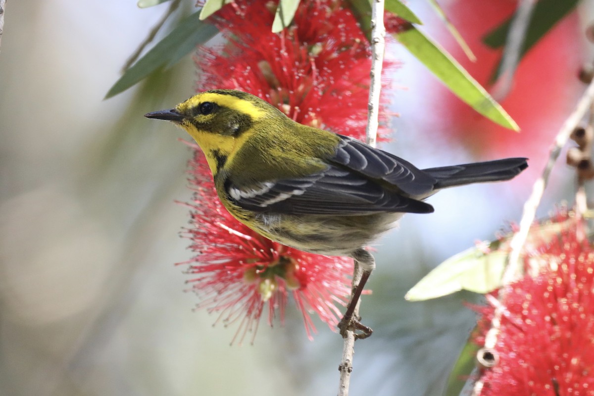 Townsend's Warbler - ML536302691