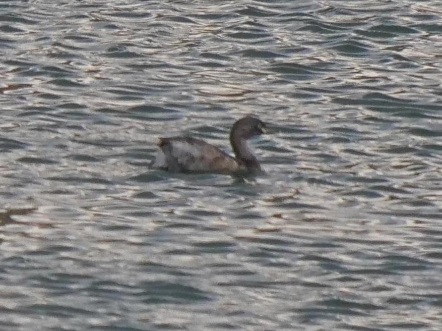 Australasian Grebe - ML536304121