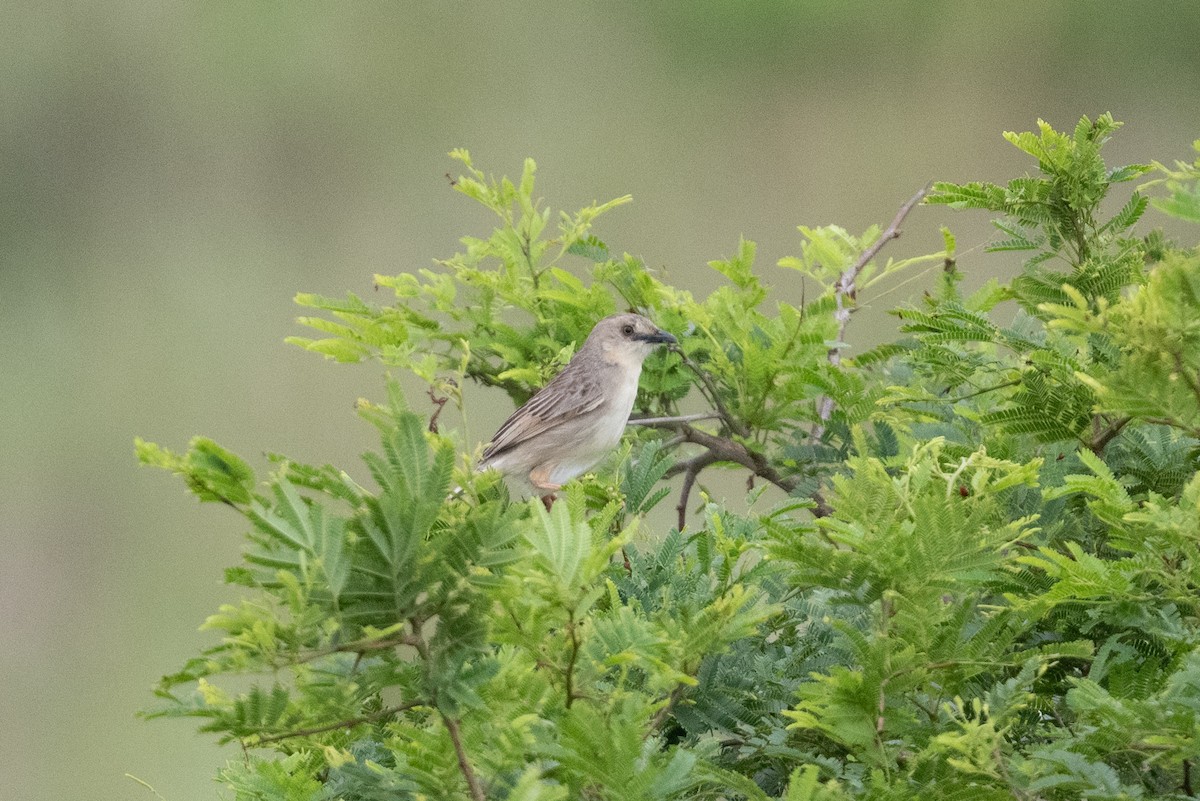 Croaking Cisticola - ML536304731