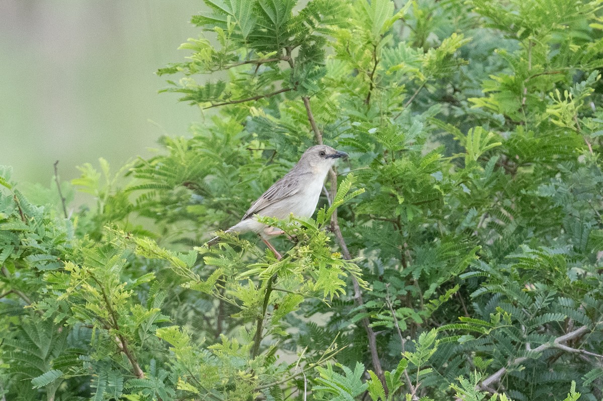 Croaking Cisticola - ML536304751