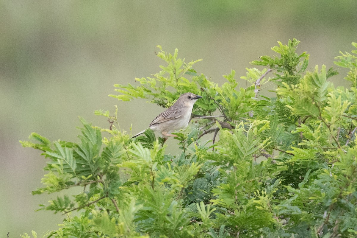 Croaking Cisticola - ML536304771