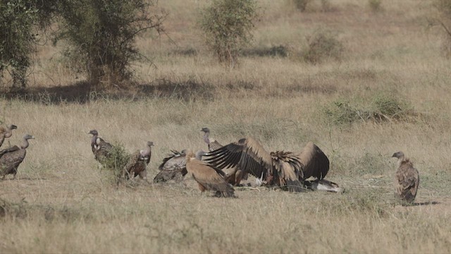 Rüppell's Griffon - ML536304831