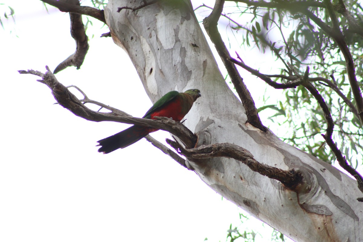 Australian King-Parrot - ML536306281
