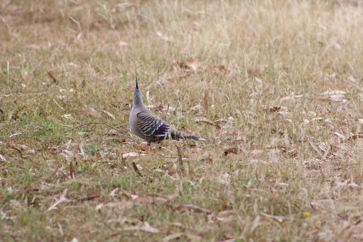 Crested Pigeon - ML536306741