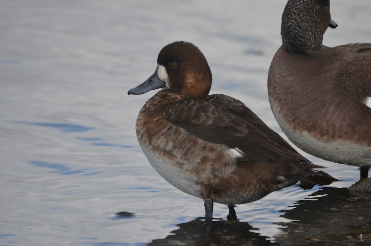 Lesser Scaup - ML536307901